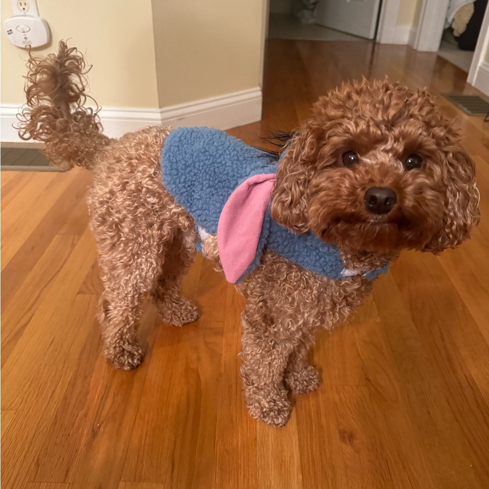 Disney Eeyore Dog Halloween Costume – Size Small – Winnie the Pooh Pet Outfit - Picture 12 of 14